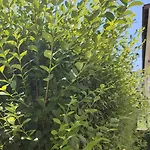 Life Private ソゾポル